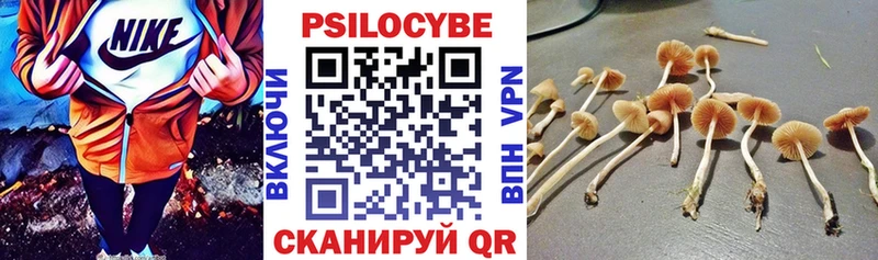где найти Елец Галлюциногенные грибы Psilocybe